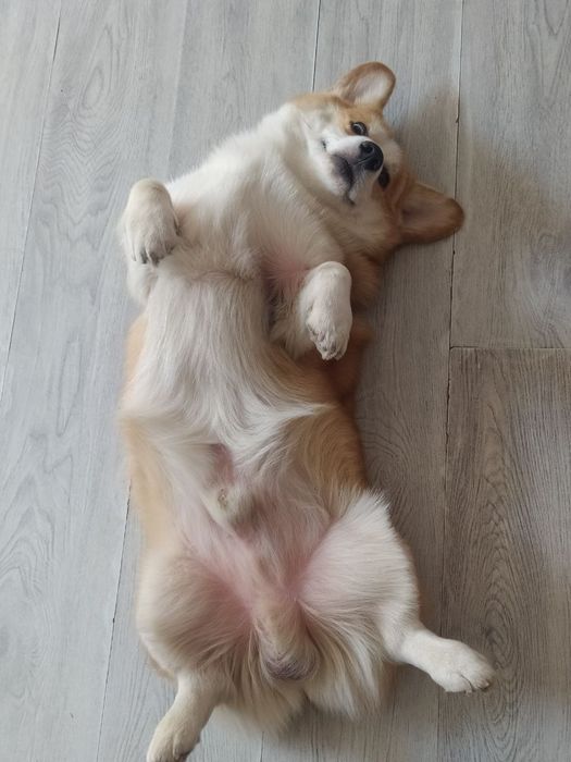 Профессиональная передержка