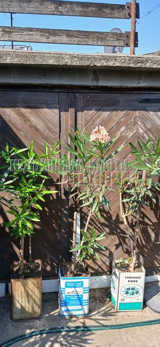 Продава се Къща в Варна, Колхозен пазар - 105 кв.м за 2667 €/кв.м - Снимка #4