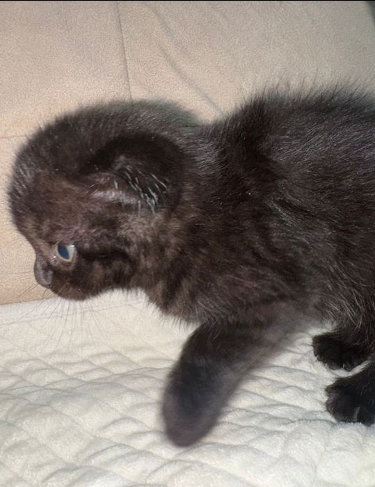Продается девочка шотландка фолд окрас черныц табби