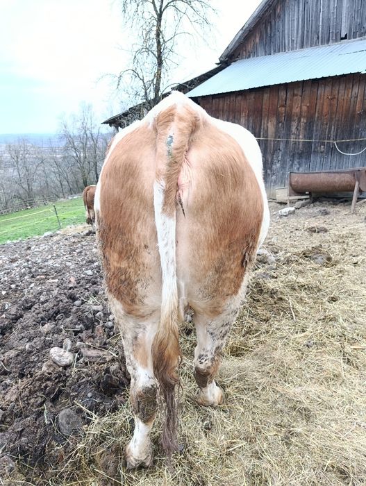 Vând Bălțata românească