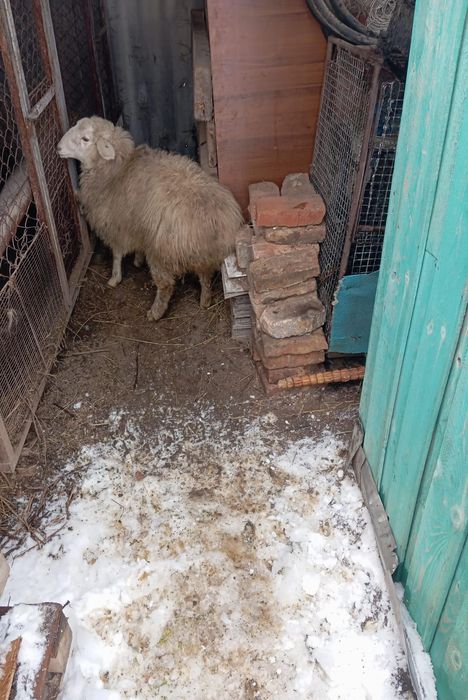 Продам барашка жирный