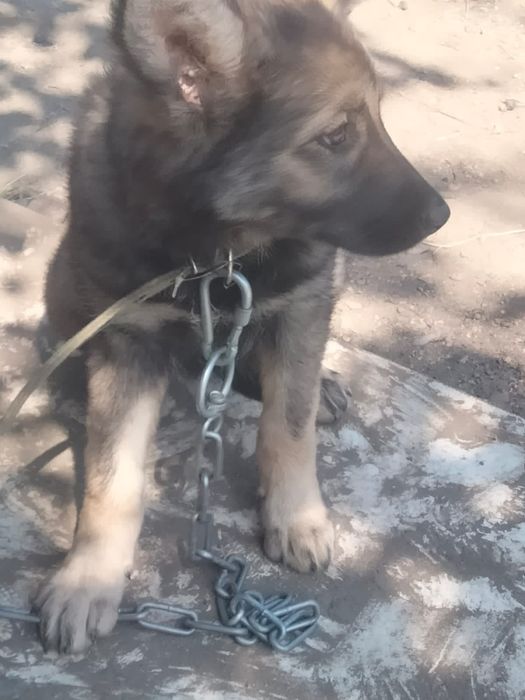 Щенки в добрые руки! Есть девочки и мальчики.