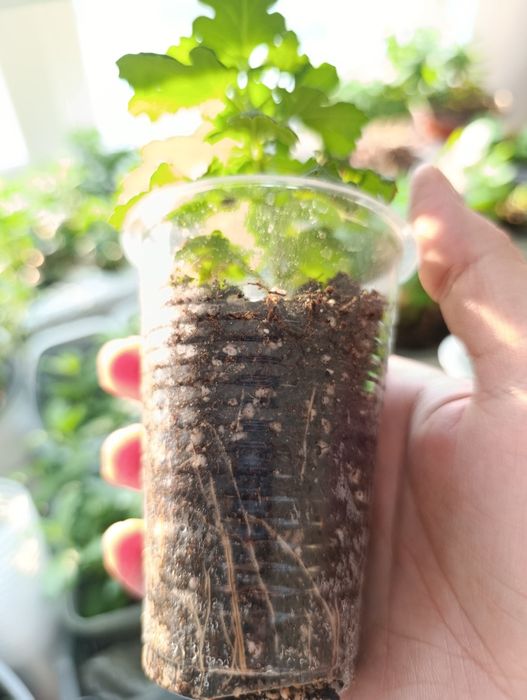 Хризантема мультифлора и корейская