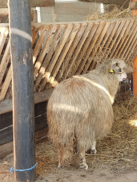 Vând oi bune de lapte