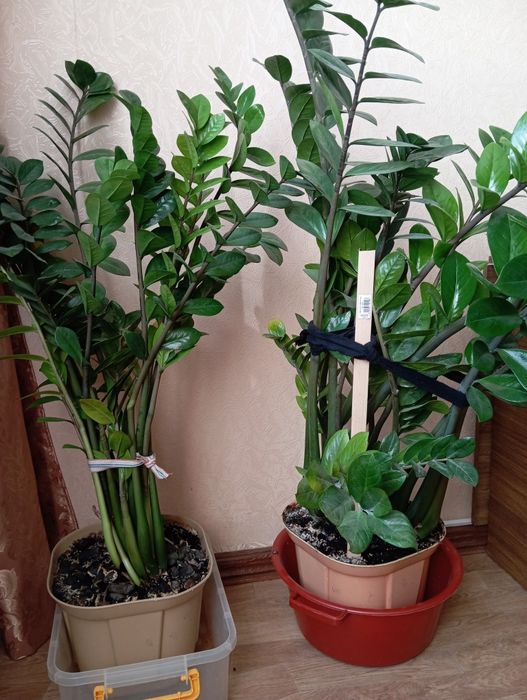 Замиокулькас (долларовое дерево)