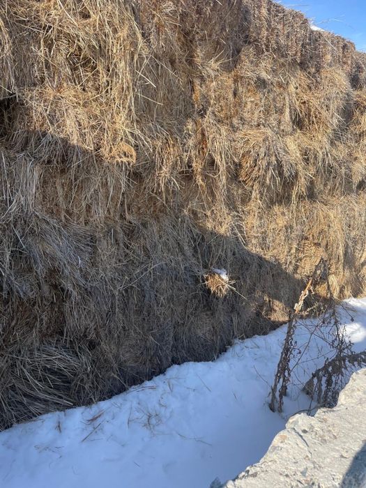 Шөп сатылады!!! Срочно