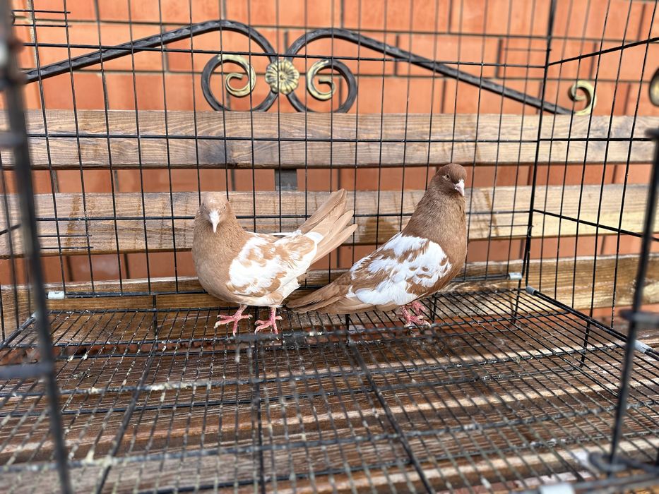 Продается голуби пара бакинских белобоких.