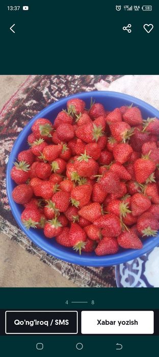 Qulupnay kõchatni zõri