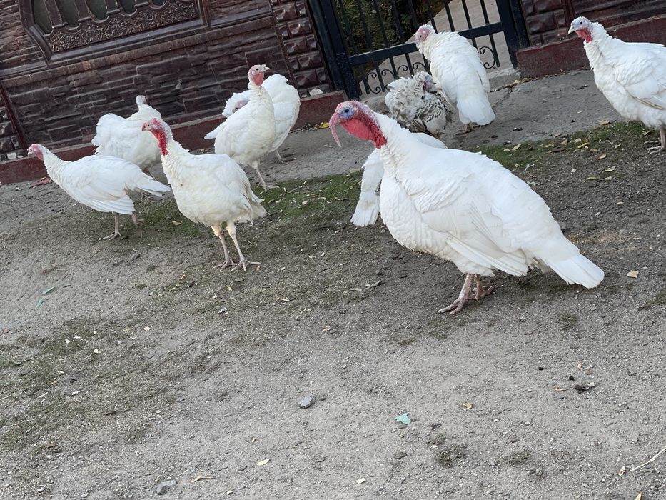 Vând pui de curcă Esna • OLX.ro