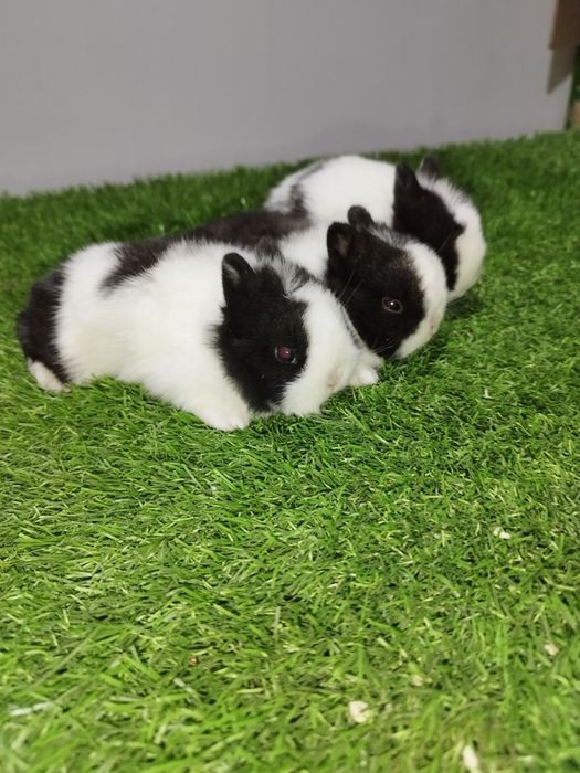 Karlik dekarativni quyonchala