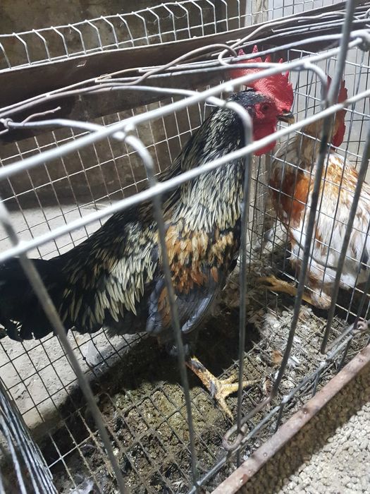 xonaki Xuroz soni 4 ta dastafka bor