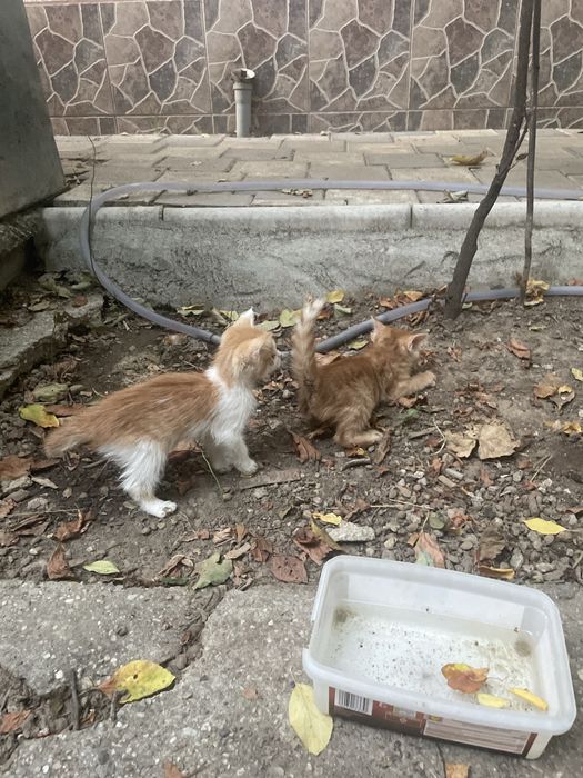 Trei ghemotoace de aproape două luni își caută omul în București!