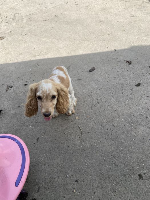 спаниель 5 месяцев