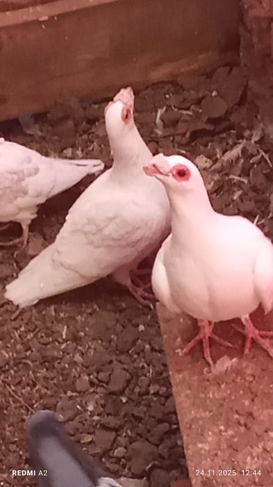 Porumbei și găini de vânzare