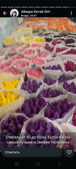 Белорусские тюльпаны