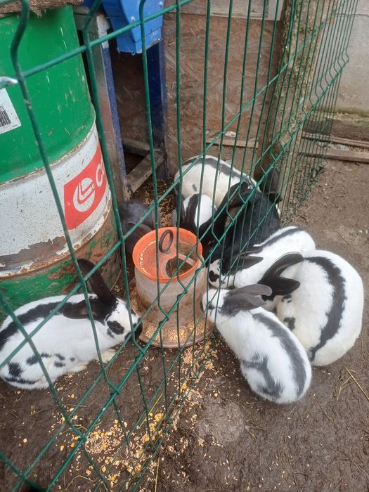 Iepuri fluture german,pui si adulti