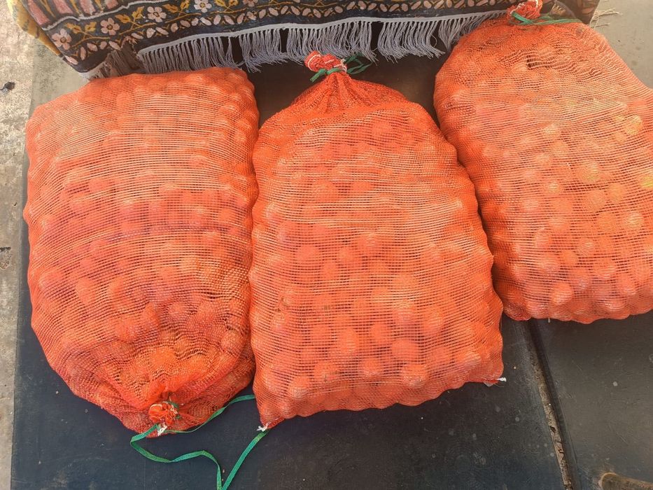 Продам семенной картофель