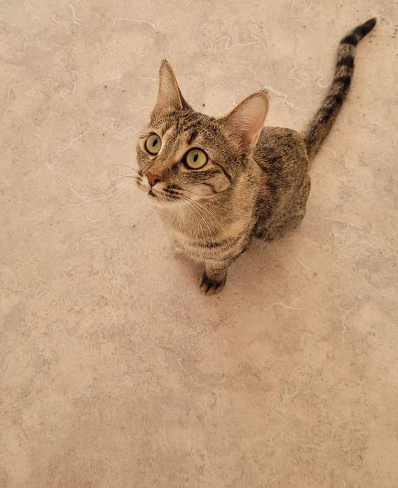 Отдам даром кошка