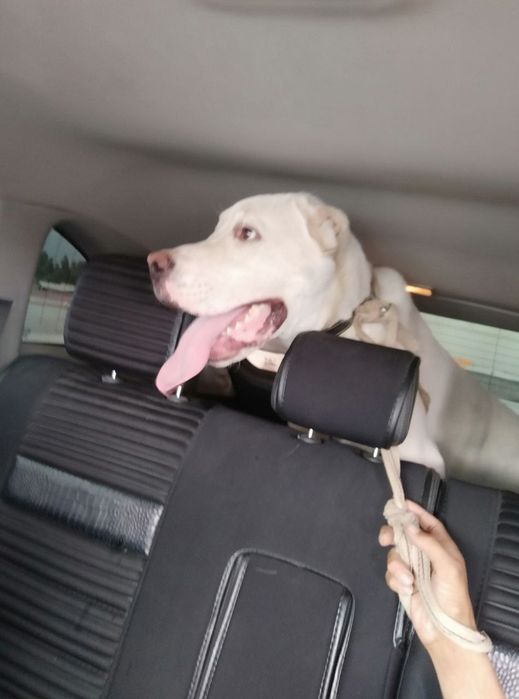 Alabay,Turkmanlar,it erkak