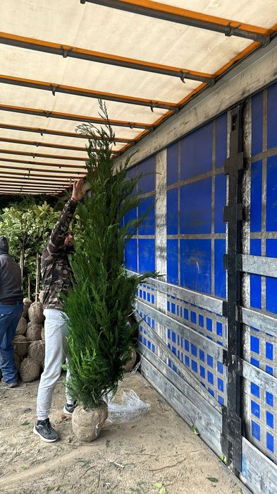 Chiparosi leilandi pentru gard viu 
Înălțimi între 
250-270cm 
Asigura