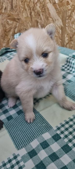 Померанский шпиц