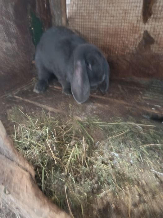 Iepuri berbec german albastru diferite varste