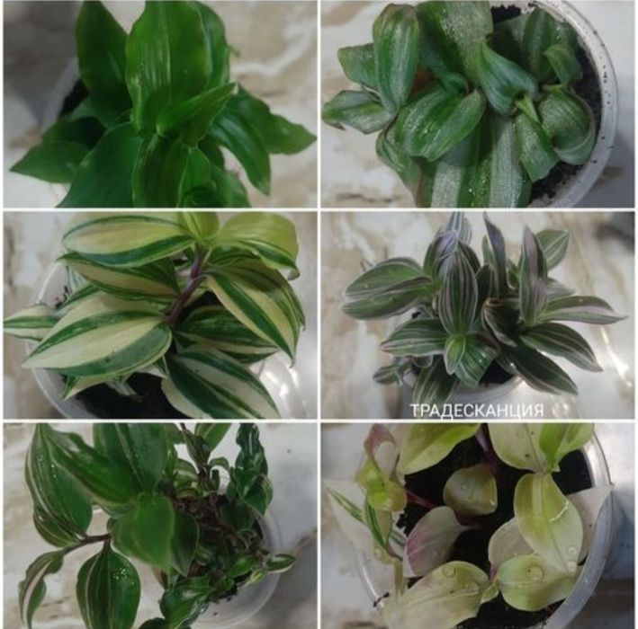 Разные комнатные цветы. По 500тг.