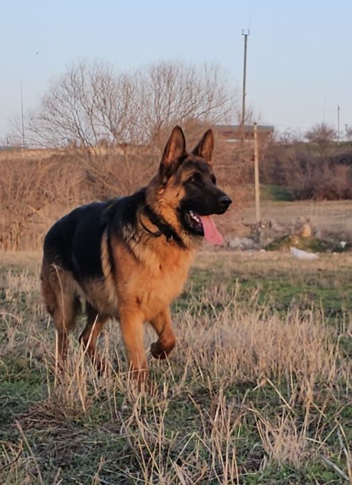 Предлагается для вязки