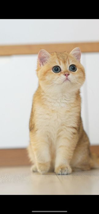 Бритаснский  Элиты