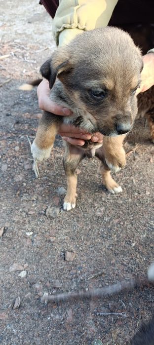 Отдам щенят в добрые руки