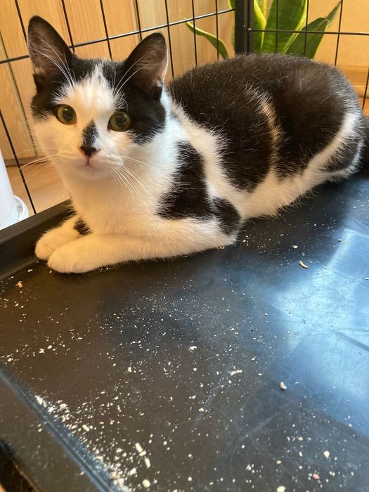 Котята  очень  милые