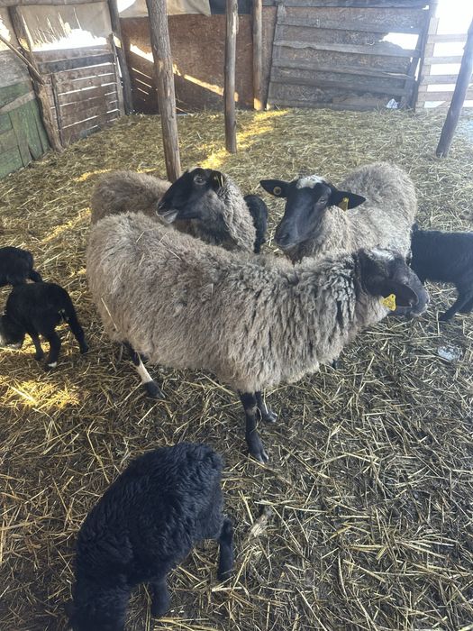 Disponibile oi romanov tinere