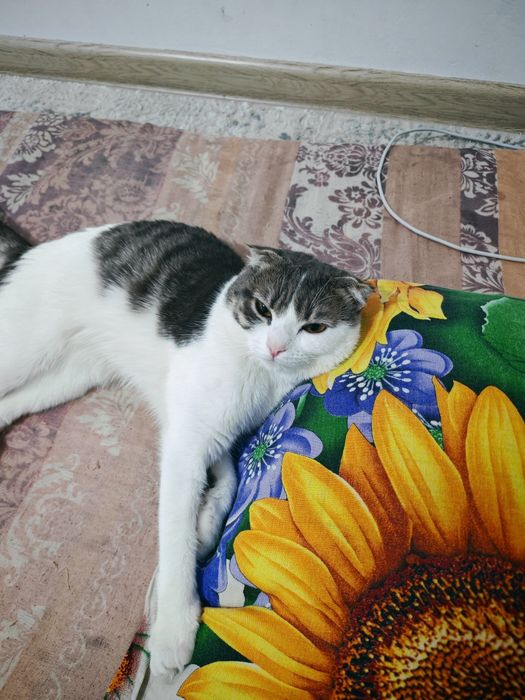 отдам кота в добрые руки