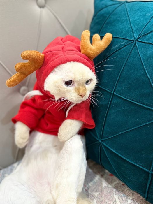 Отдам кота в добрые руки! Связи с переездом