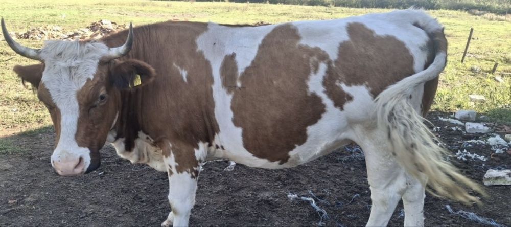 Vând vaci bălțate