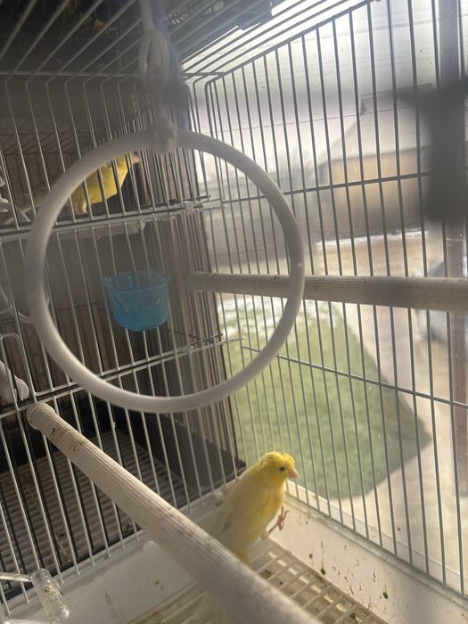 Продам кенар поющи