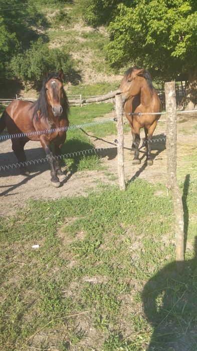 Armăsar și iapă, de vânzare . Pt mai multe detalii, la telefon 0733812739