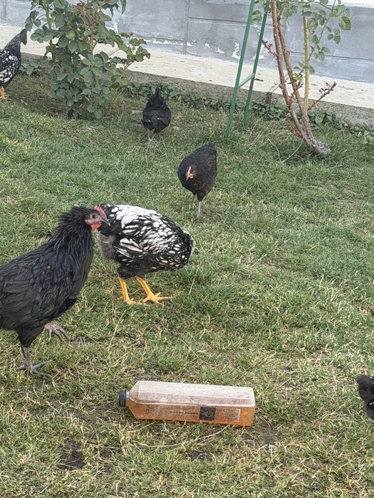 Gaini din rasele Australorp si Wyandotte