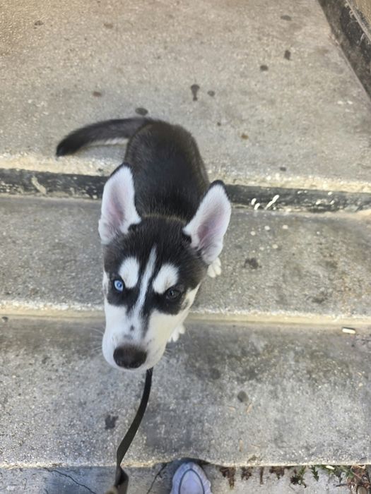 Husky siberian Mascul