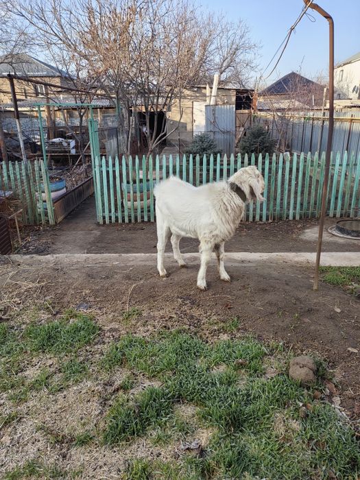 Козел Нубийский.