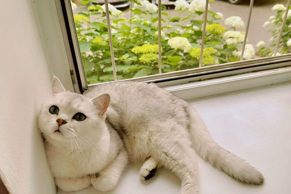 британская короткошерстная кошка