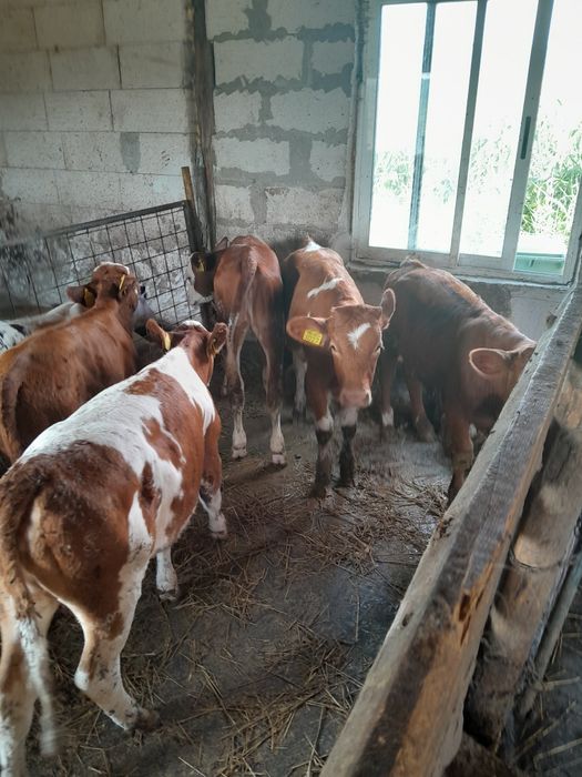 Vand viței de 2 luni