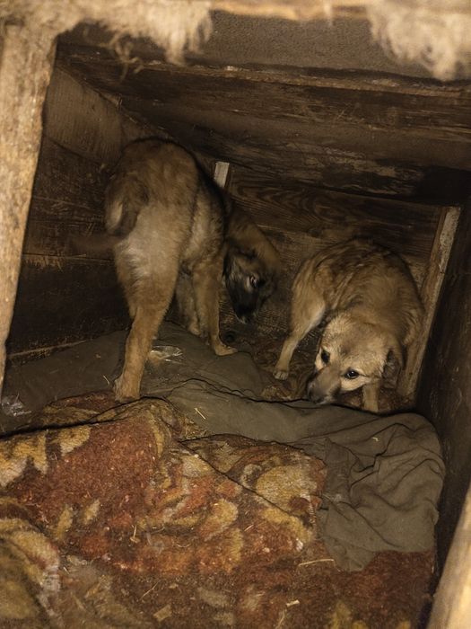 Отдам бесплатно щенят