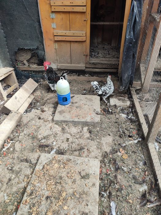 Pereche găinușă pitică cocoș+găină