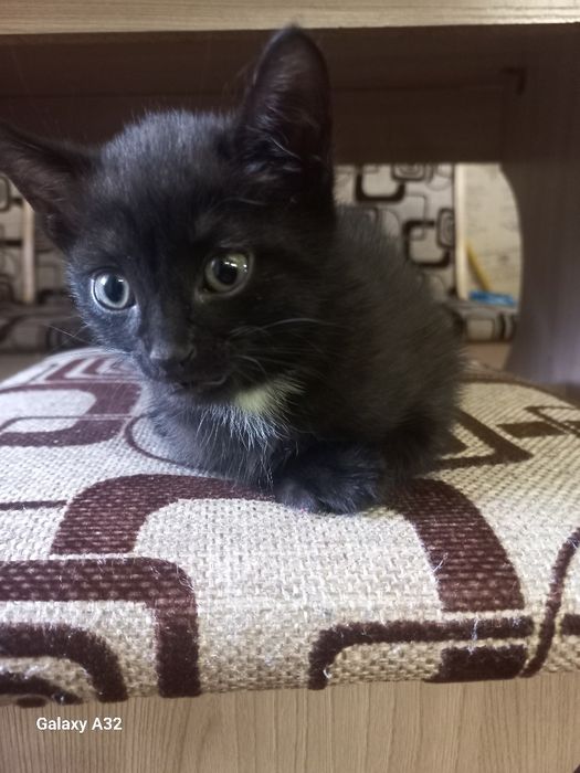 Котёнок мальчик 1.5 месяца