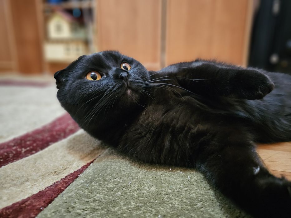 Отдам кота в добрые руки