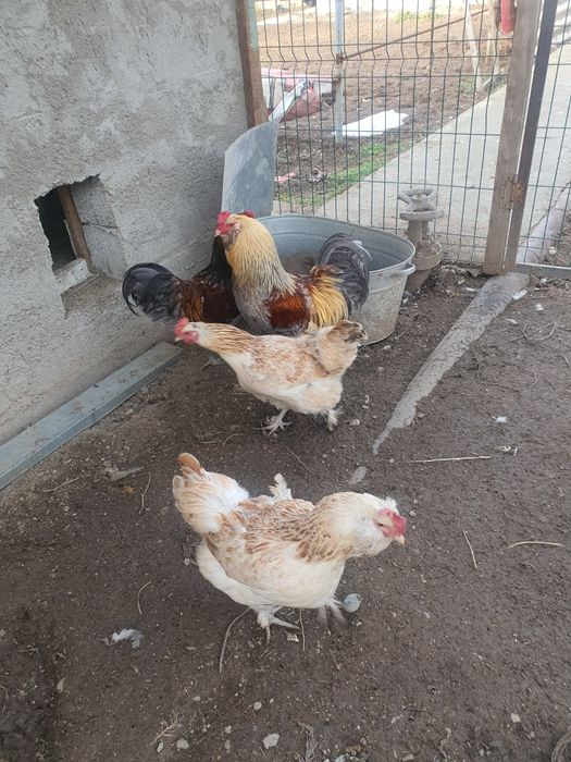 Инкубационное яйцо и куры