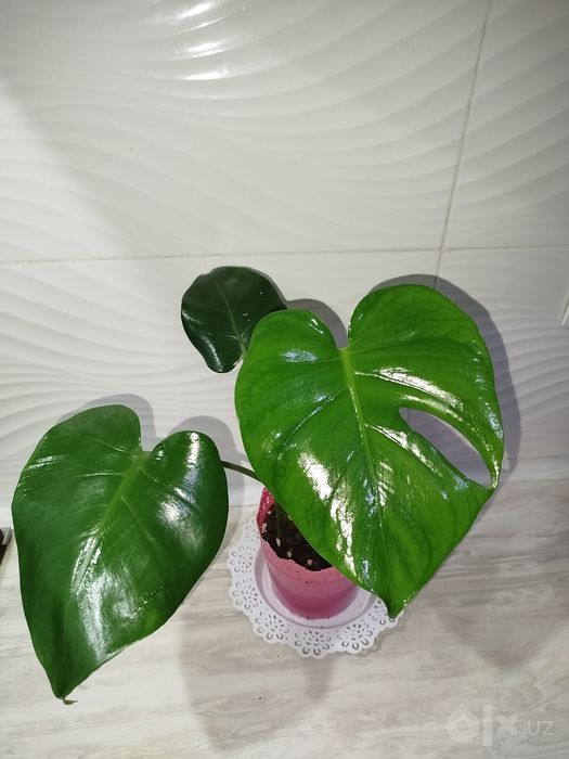 Monstera Delitsioza