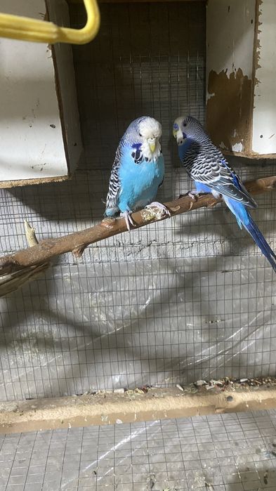 Nimetski andurka papugay