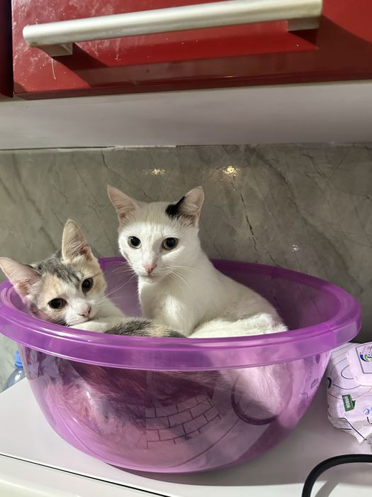 Отдам котят в добрые ручки